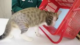 cat leg fracture repair with next day video