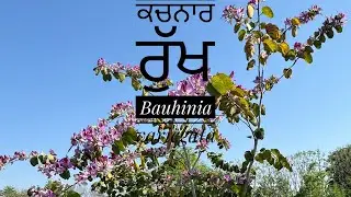 Bauhinia variegata  ਕਚਨਾਰ ਰੁੱਖ| Shesham Farm | April 2024|
