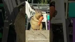 California ground squirrel eating a carrot #shorts