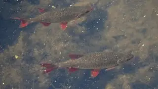 Рыба Под Водой . Закрытый МИР подводный.