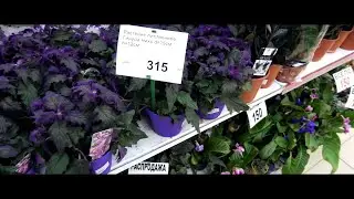 Магазин комнатных цветов. Обзор