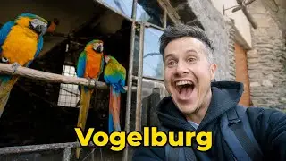 Das musst du sehen! Vogelalarm auf der Vogelburg in Weilrod
