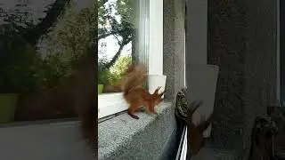 Новая белочка малышка