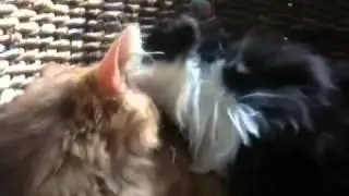 Like and Charu washing each other