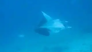 Manta at Maldives 1