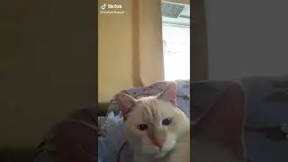мем кот я люблю когда мой мен поджигает жирный член и зелёные купюры