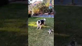 LooK MoM... I'm so FasT 🐶😎 | 