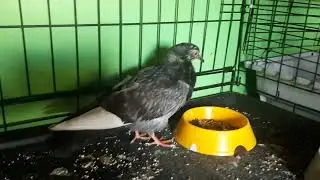 Голубчик,снова кушает! Вроде птаха,но он так же,как и все хочет жить!