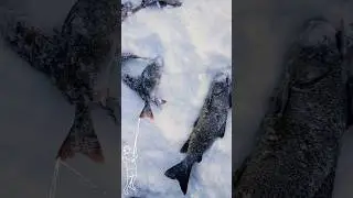 🎣🎣🎣
