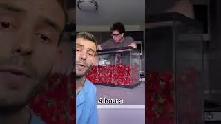 Fresas IG del vídeo: wollywhatthe                 