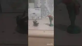 skibidi toiliet crak