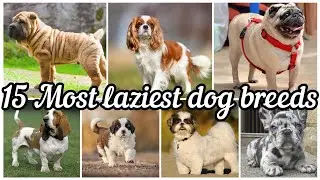15 most laziest dog breeds.