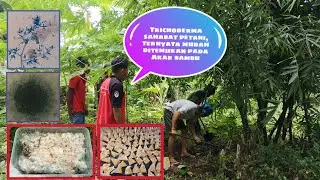 Cara Mudah Memancing Trichoderma dengan Akar Bambu