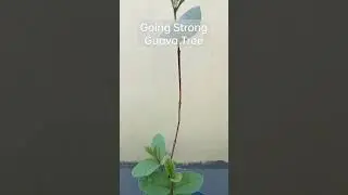 Guava Tree getting better #agaderfarmland #bonsai #guava #plants #shortvideo #agrikultura