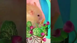 Голодный хомячок 