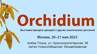 Весенний Орхидиум 2023 =)
