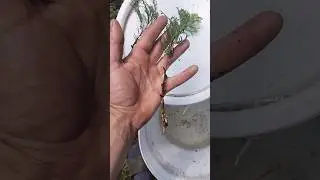Первые корешки туи спустя 1.5 месяца