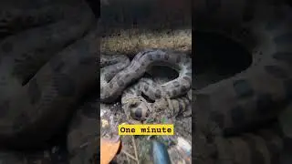 snake