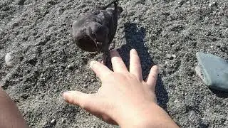 Training a feral pigeon to peck at a target (part 2)