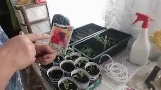 Завтрак. Наши растишки. Куры простые, как и мы.