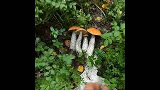 За грибочками ходил :)