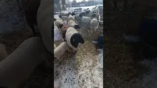 ДОРПЕР