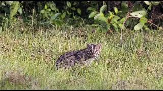 Fishing cat in the suburbs of Colombo, Sri Lanka