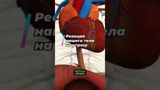 Реакция нашего тела на угрозу🤯#наука #научпоп #топлес #янтоплес #сердце #кровь #как #shorts #short