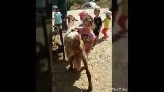 الجزء الخاماس في سلسلة الافلام القصيرة التوثيقية لروضة فرفش الأولى في الكرمل