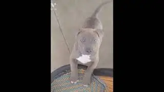 pitbull 