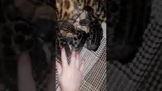 Bengal cat and kittens  #бенгалы #kitten #cats #кошки #bengalcats #bengalcatlovers