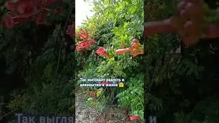 А КАК ВЫГЛЯДИТ ВАШЕ СЧАСТЬЕ? #love #music #сша #влог