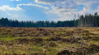 Первые весенние грибы пошли! За грибами в лес в отличную погоду!