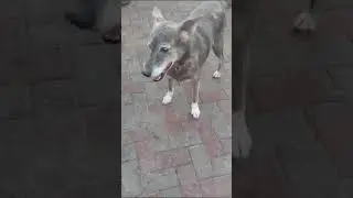 Волчок (он же Деда) доживает свою старость в приюте. А что бы с ним стало зимой? 🥶