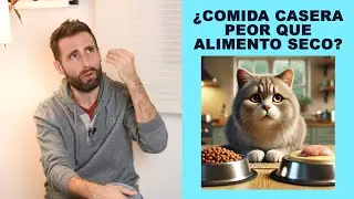 Qué es mejor para un gato: ¿cualquier comida casera o alimento seco comercial genérico?