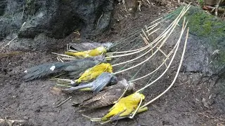technical skills to be looking for food in the jungle for survival episode 41 got many birds