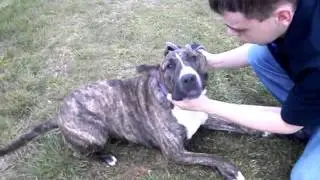Cassandra at RSPCA Sheffield