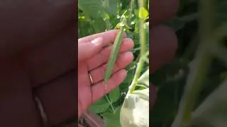 Скоро урожай 