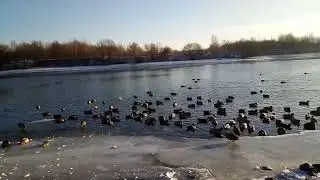 Коломенское, Москва-река 12.12.2020
