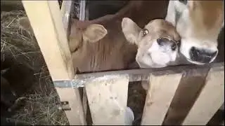 И еще одно пополнение на ферме