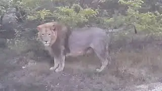 Чук и Гек на закате с вечерним обходом 🦁 Чип охраняет львицу🐈💞