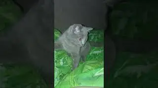 #кот#котик#Оскар