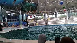 Дельфинарий в Евпатории