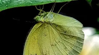 Try Macro Photography : Pro Mode Samsung S20 Fe (Butterfly)