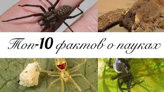 ТОП-10 фактов о пауках!