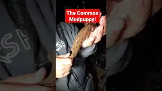 Unsuspected Bizarre River Creature!!