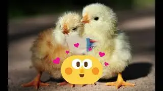Chicken Spreads Coronavirus | Coronavirus In India #coronavirus