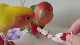 Candy Wrapper