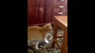 Кот   убийца