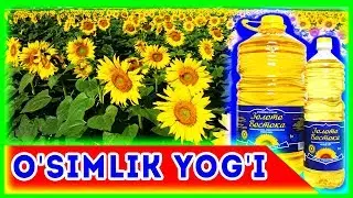 O'simlik yog'i ishlab chiqarish